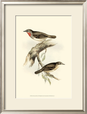 Gorget Warbler by John Gould Pricing Limited Edition Print image