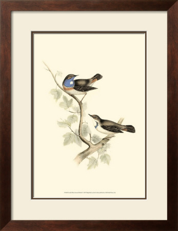 Blue-Throated Warbler by John Gould Pricing Limited Edition Print image