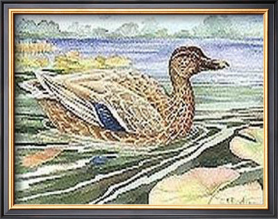 Wetland Mallard  Female by Paul Brent Pricing Limited Edition Print image
