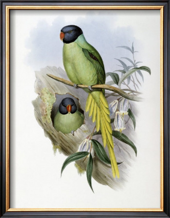Slaty-Headed Parakeet by John Gould Pricing Limited Edition Print image