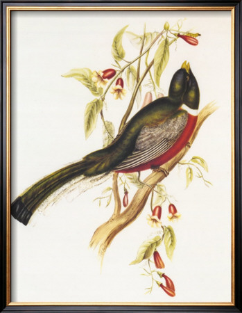 South American Bird I by John Gould Pricing Limited Edition Print image