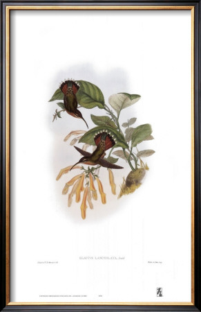Glaucis Lanceolata, Hummingbirds by John Gould Pricing Limited Edition Print image