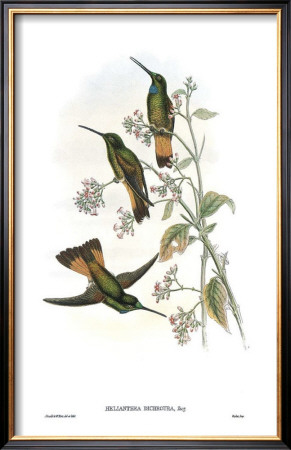 Helianthea Dichroura, Hummingbirds by John Gould Pricing Limited Edition Print image
