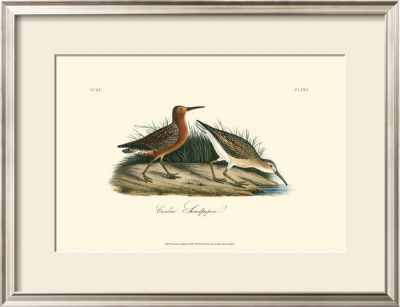 Curlew Sandpiper by John James Audubon Pricing Limited Edition Print image