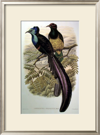 Gould Bird Of Paradise I by John Gould Pricing Limited Edition Print image