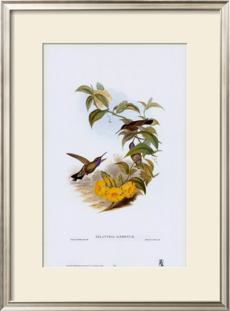 Delattria Clemenciae, Hummingbirds by John Gould Pricing Limited Edition Print image