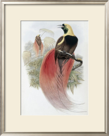 Marquis De Raggi's Bird Of Paradise by John Gould Pricing Limited Edition Print image