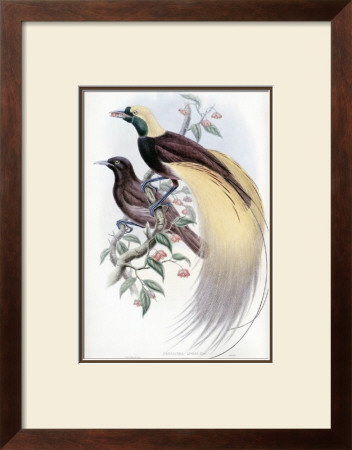 Greater Bird Of Paradise by John Gould Pricing Limited Edition Print image