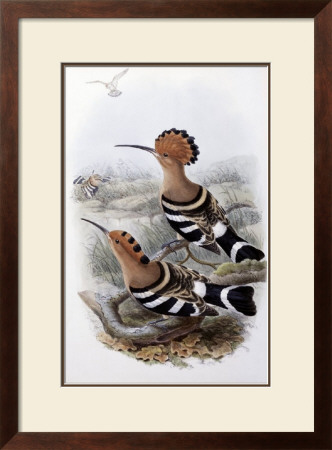 Indian Hoopoe by John Gould Pricing Limited Edition Print image