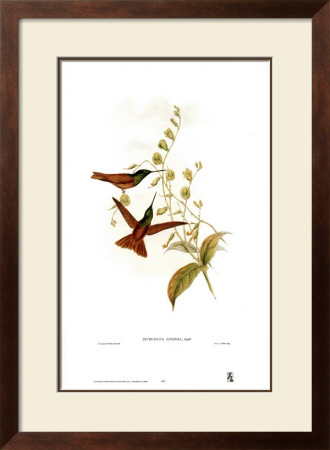 Diphogena Aurora, Hummingbirds by John Gould Pricing Limited Edition Print image