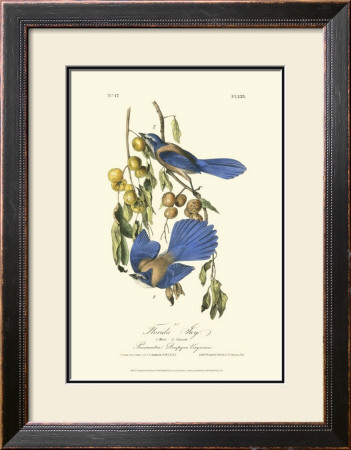 Florida Jays by John James Audubon Pricing Limited Edition Print image