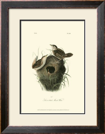Short-Billed Marsh Wren by John James Audubon Pricing Limited Edition Print image