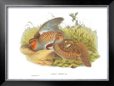 Perdix Cinerea by John Gould Pricing Limited Edition Print image