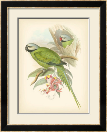 Birds Of The Tropics Ii by John Gould Pricing Limited Edition Print image