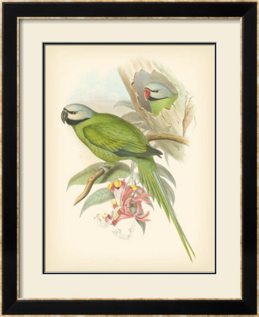 Birds Of The Tropics Ii by John Gould Pricing Limited Edition Print image