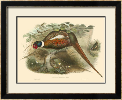 Pheasants Ii by John Gould Pricing Limited Edition Print image