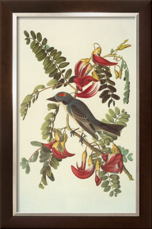 Gray Tyrant by John James Audubon Pricing Limited Edition Print image