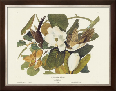 Black-Billed Cuckoo by John James Audubon Pricing Limited Edition Print image