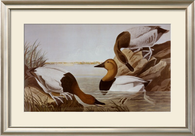 Canvasback Duck by John James Audubon Pricing Limited Edition Print image
