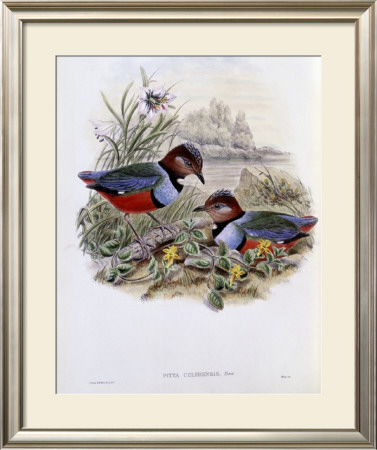 Celebean Pitta by John Gould Pricing Limited Edition Print image