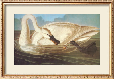 Trumpeter Swan by John James Audubon Pricing Limited Edition Print image