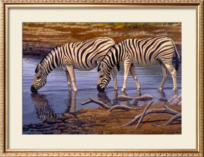 Zebras Drinking by Clive Kay Pricing Limited Edition Print image
