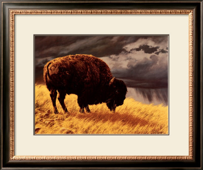 Buffalo by Greg Beecham Pricing Limited Edition Print image