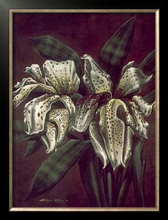 Cattleya Aurea Ii by Steve Butler Pricing Limited Edition Print image