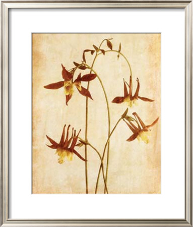 The Columbine by Thea Schrack Pricing Limited Edition Print image