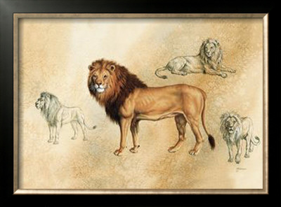 Lion With Pelt by Judy Gibson Pricing Limited Edition Print image