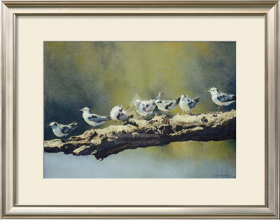 Out On A Limb, White Winged Terns by Dino Paravano Pricing Limited Edition Print image