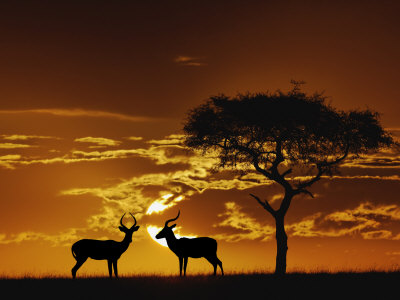 Umbrella Thorn Acacia And Impala, Masai Mara Game Reserve, Kenya by Adam Jones Pricing Limited Edition Print image