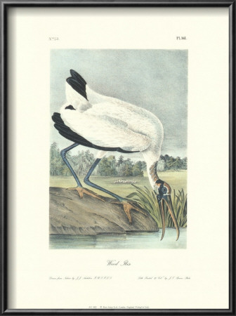 Wood Ibis by John James Audubon Pricing Limited Edition Print image