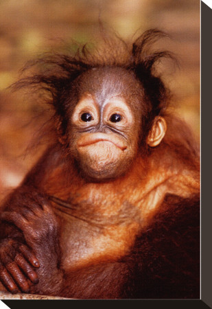Baby Orangutan by Steve Bloom Pricing Limited Edition Print image