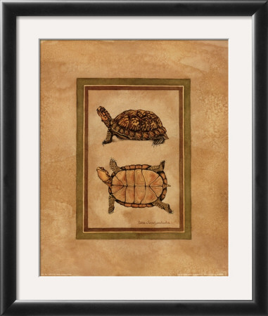 Box Turtle Ii by Debra Swartzendruber Pricing Limited Edition Print image