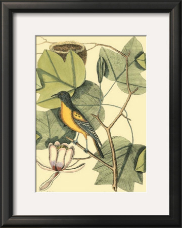 Baltimore Bird And Tulip Tree by Mark Catesby Pricing Limited Edition Print image