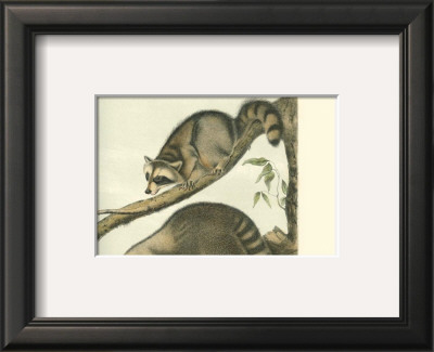 Racoon by John James Audubon Pricing Limited Edition Print image
