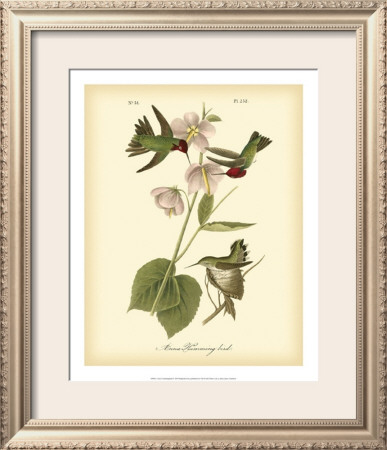 Anna Hummingbird by John James Audubon Pricing Limited Edition Print image