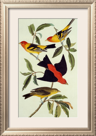 Louisiana Tanager, Scarlet Tanager by John James Audubon Pricing Limited Edition Print image