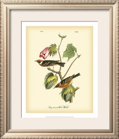 Bay Breasted Wood-Warbler by John James Audubon Pricing Limited Edition Print image