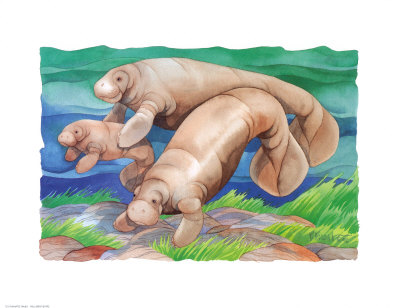 Manatee Family by Paul Brent Pricing Limited Edition Print image