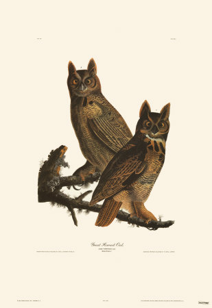 Great Horned Owl by John James Audubon Pricing Limited Edition Print image