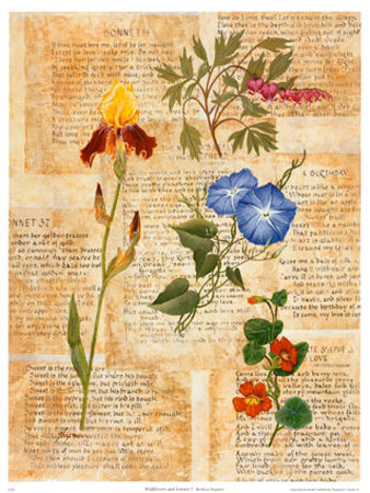 Wildflowers And Sonnets I by Barbara Shipman Pricing Limited Edition Print image