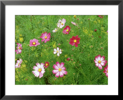 Cosmos Flowers by Adam Jones Pricing Limited Edition Print image