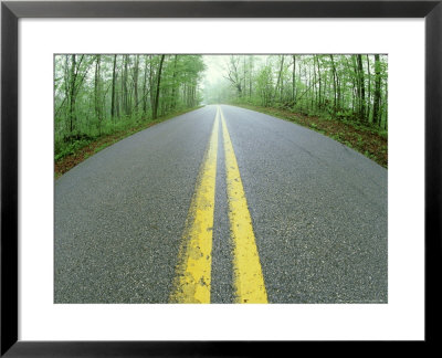 Road Through Forest In Spring, Ky by Adam Jones Pricing Limited Edition Print image