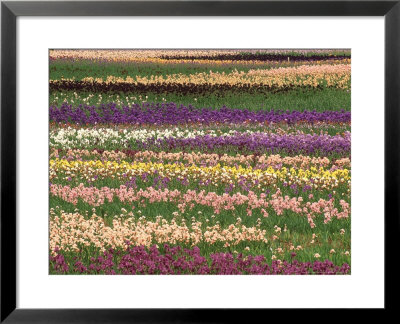 Pattern In Rows Of Cultivated Iris, Oregon by Adam Jones Pricing Limited Edition Print image