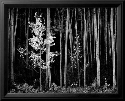 Aspens, Northern New Mexico, 1958 by Ansel Adams Pricing Limited Edition Print image