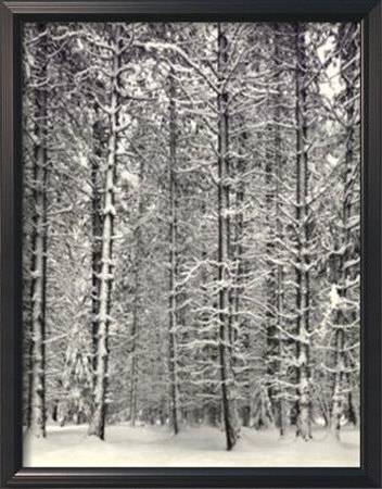 Pine Forest In Snow, Yosemite National Park, 1932 by Ansel Adams Pricing Limited Edition Print image