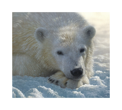 Polar Bear Cub by Collin Bogle Pricing Limited Edition Print image