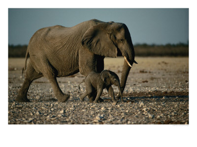 Mother And Calf Elephants Walking, Etosha National Park, Namibia by Dennis Jones Pricing Limited Edition Print image
